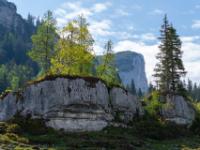 Österreich - Steinplatte - Sonnenbeschienene Bäume auf Felsvorsprung und Steinplatte